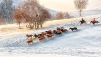 398 - SNOWFIELD HERD - LEUNG KWOK TUNG - macao <div